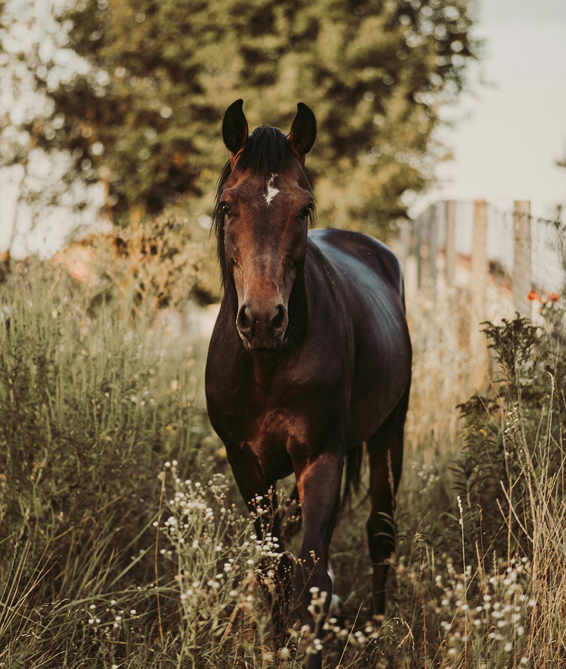 Portrait d'un cheval brun