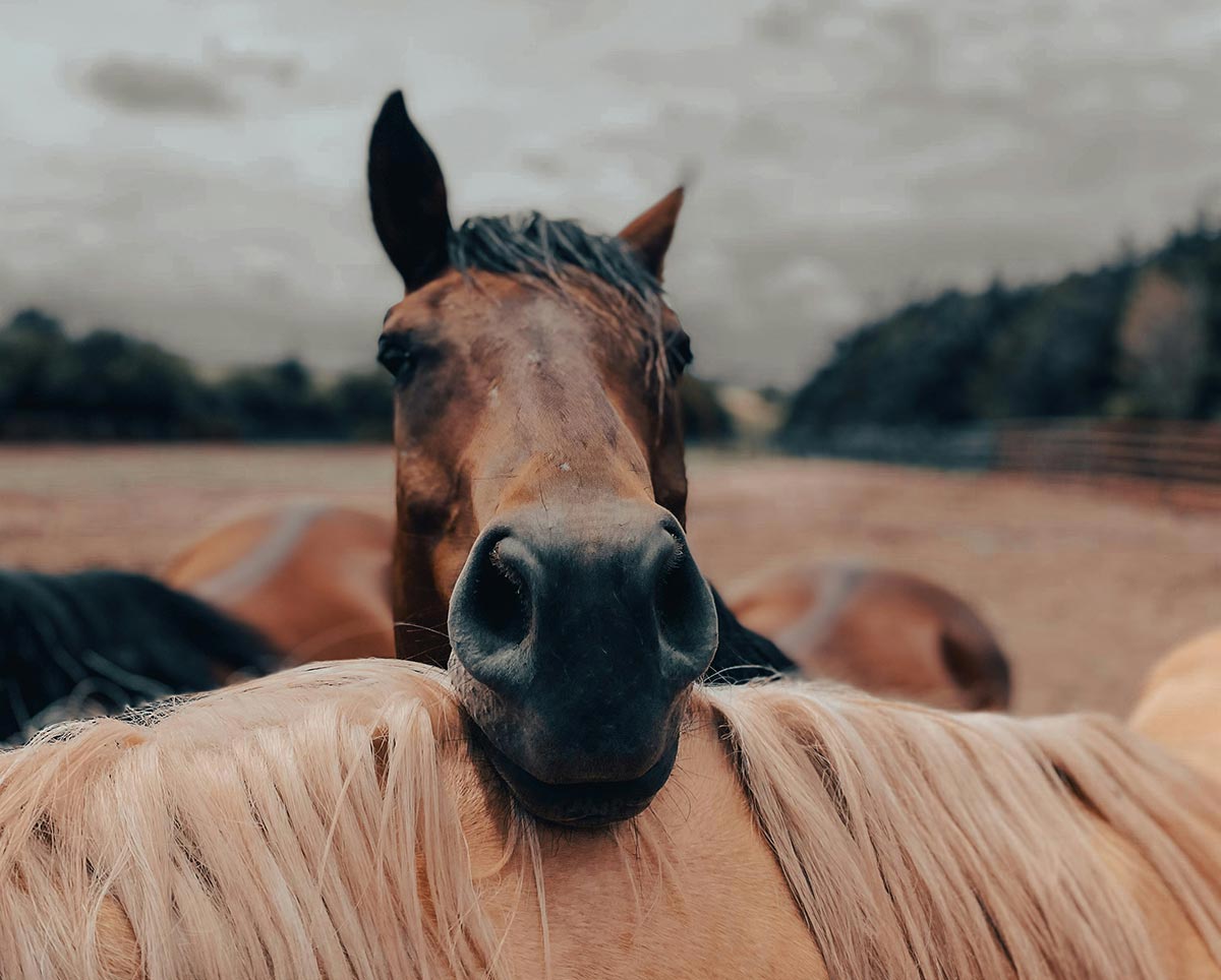 Portrait d'un cheval brun