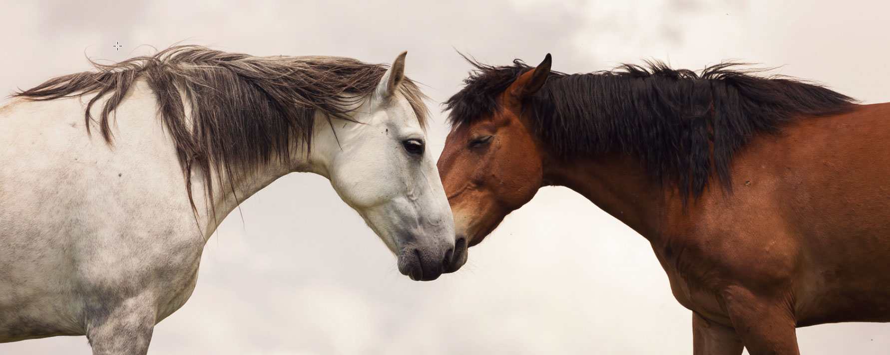 Photo d'un cheval blanc et un cheval brun