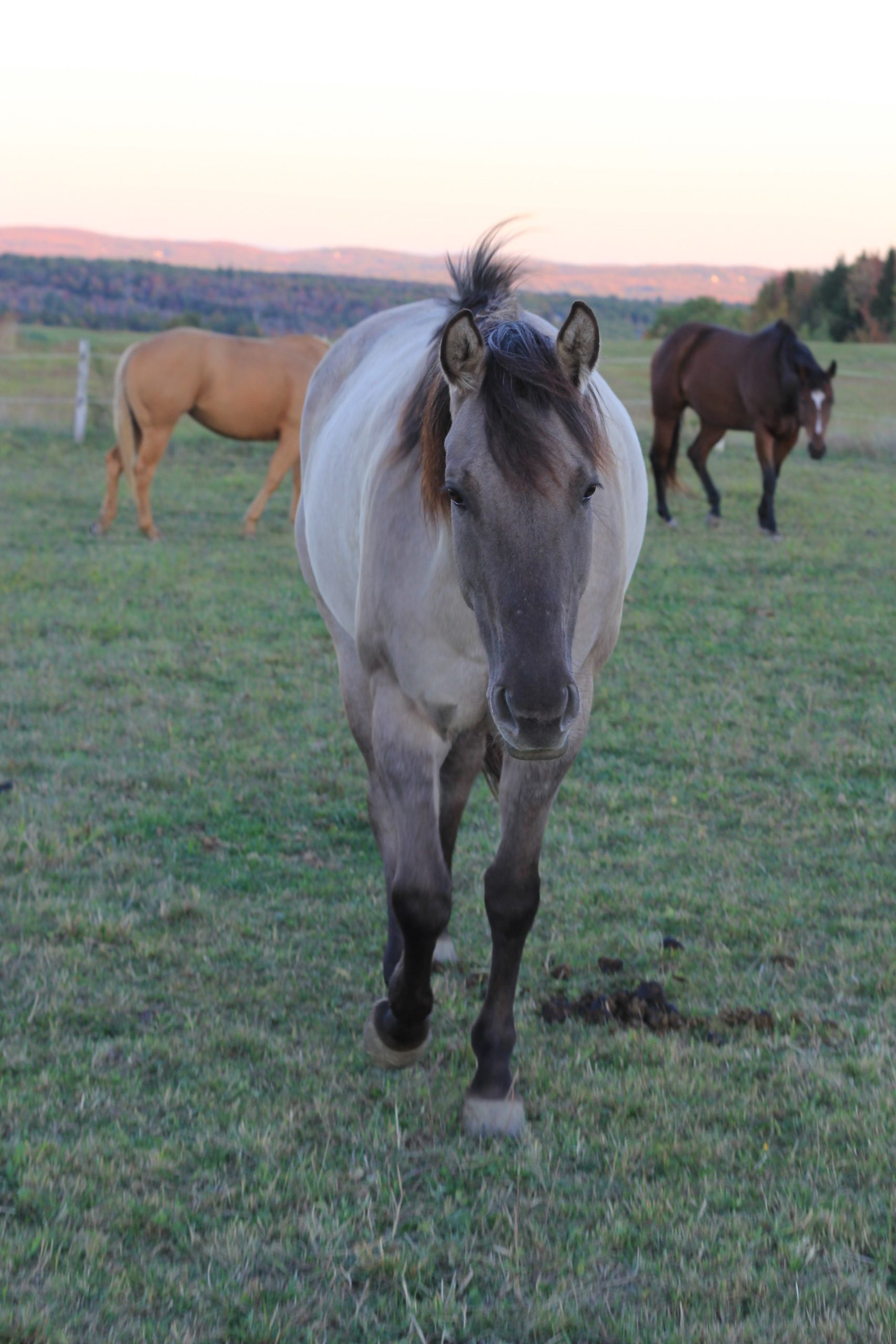 Cheval dans son pré