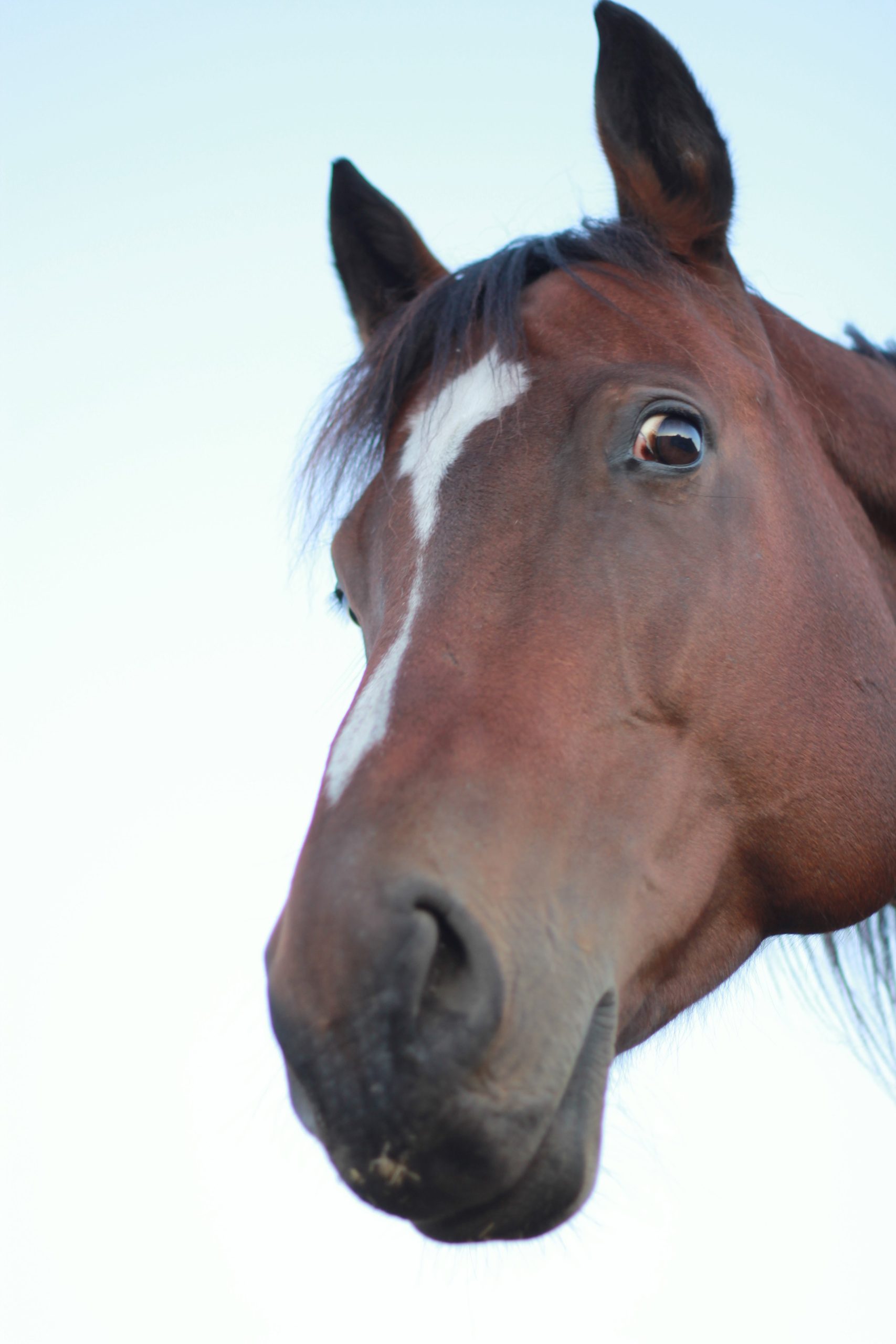 Cheval dans son pré<br />
