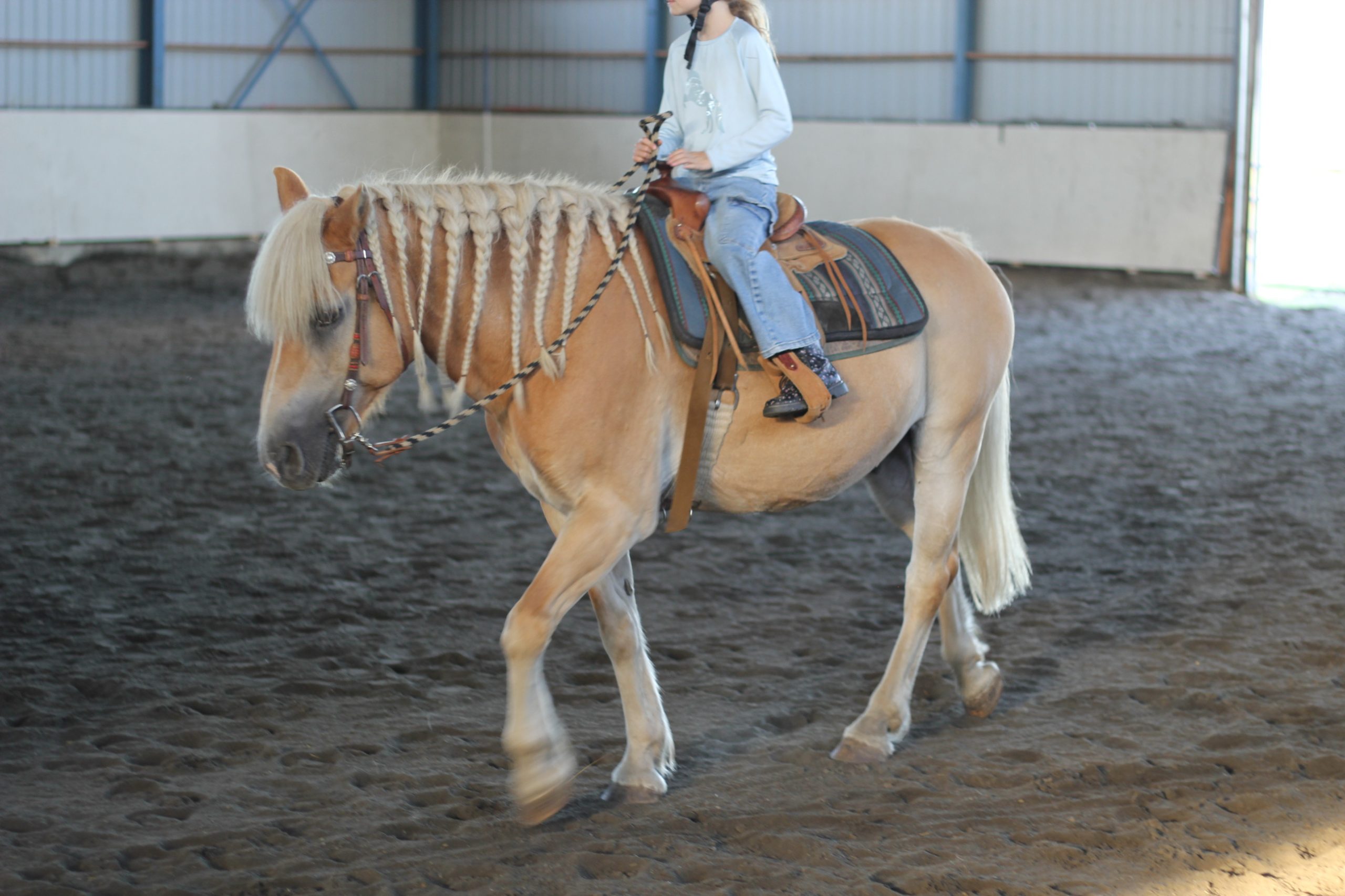 Photo d'un cheval blanc et un cheval brun