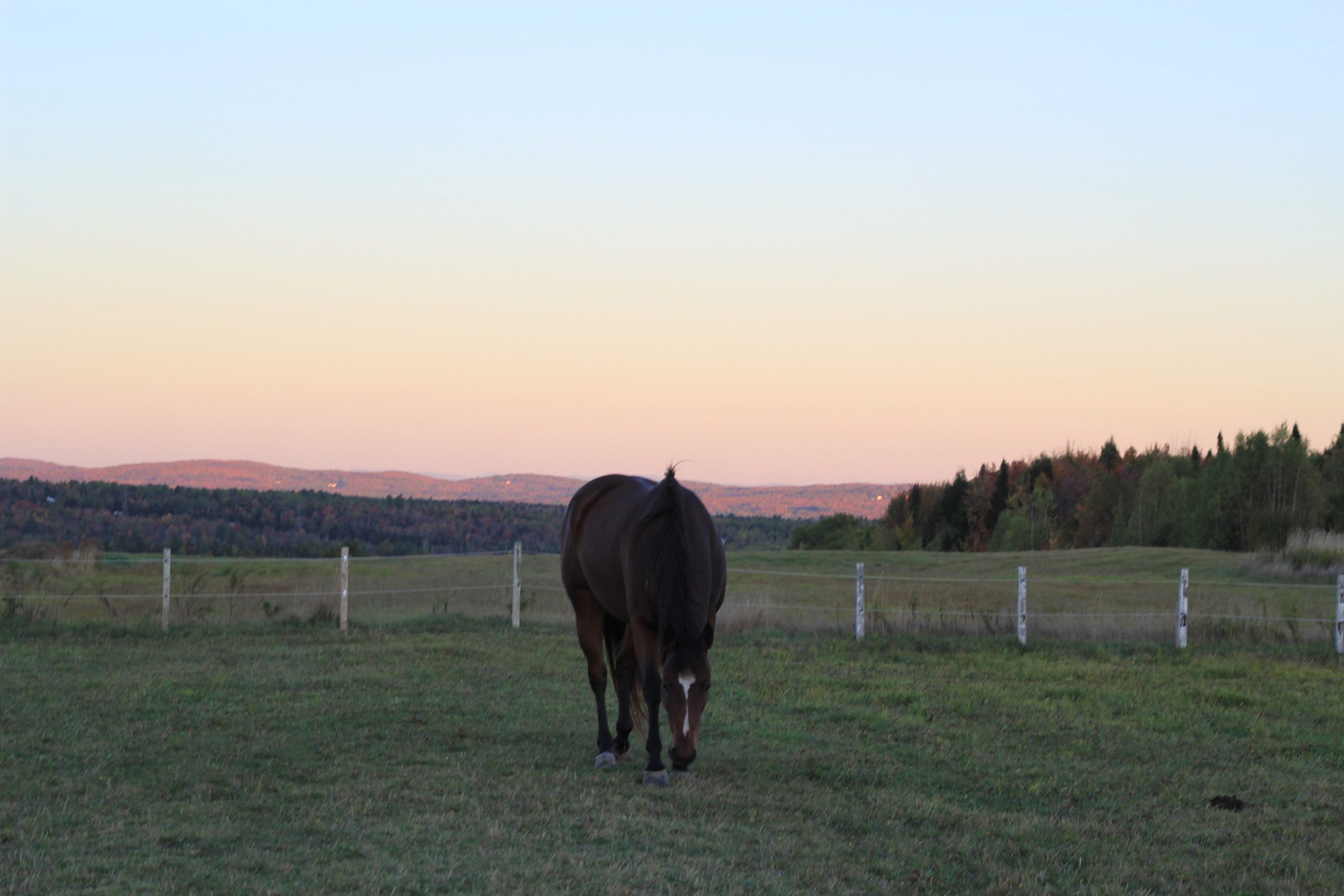 Portrait d'un cheval brun
