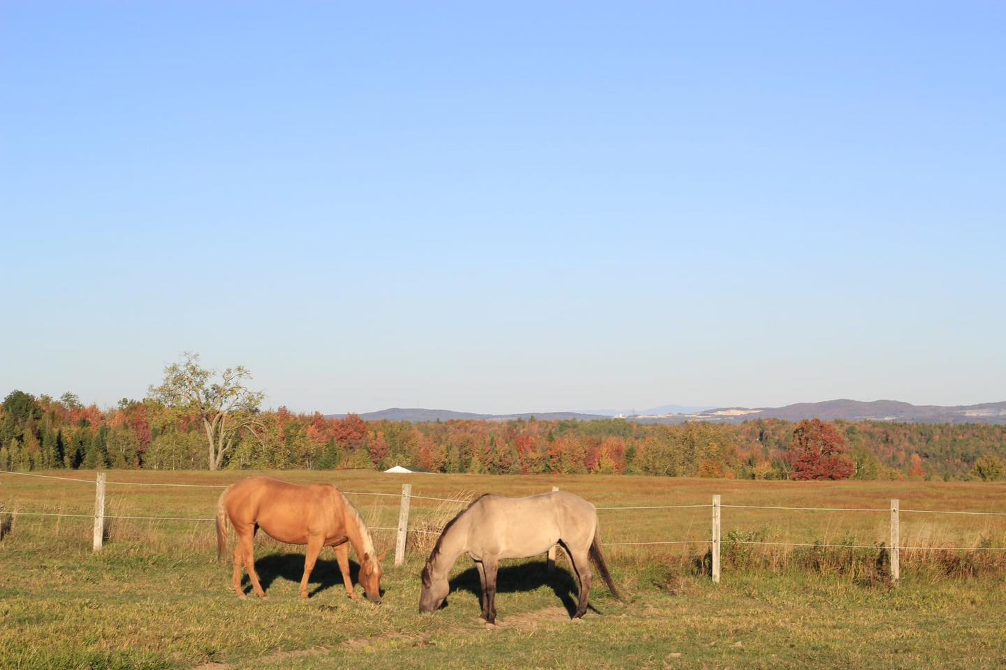 Portrait d'un cheval brun