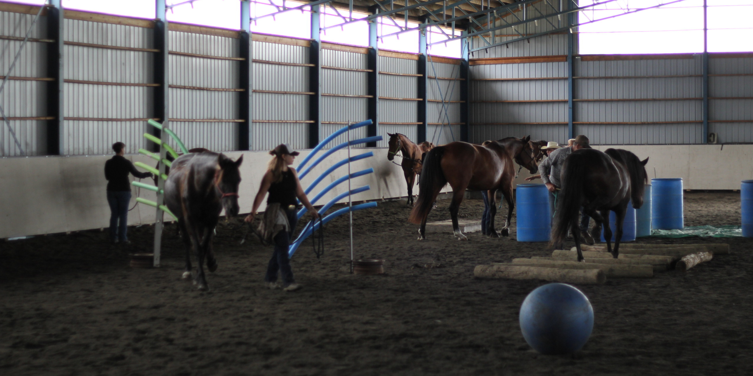 Photo d'un cheval blanc et un cheval brun