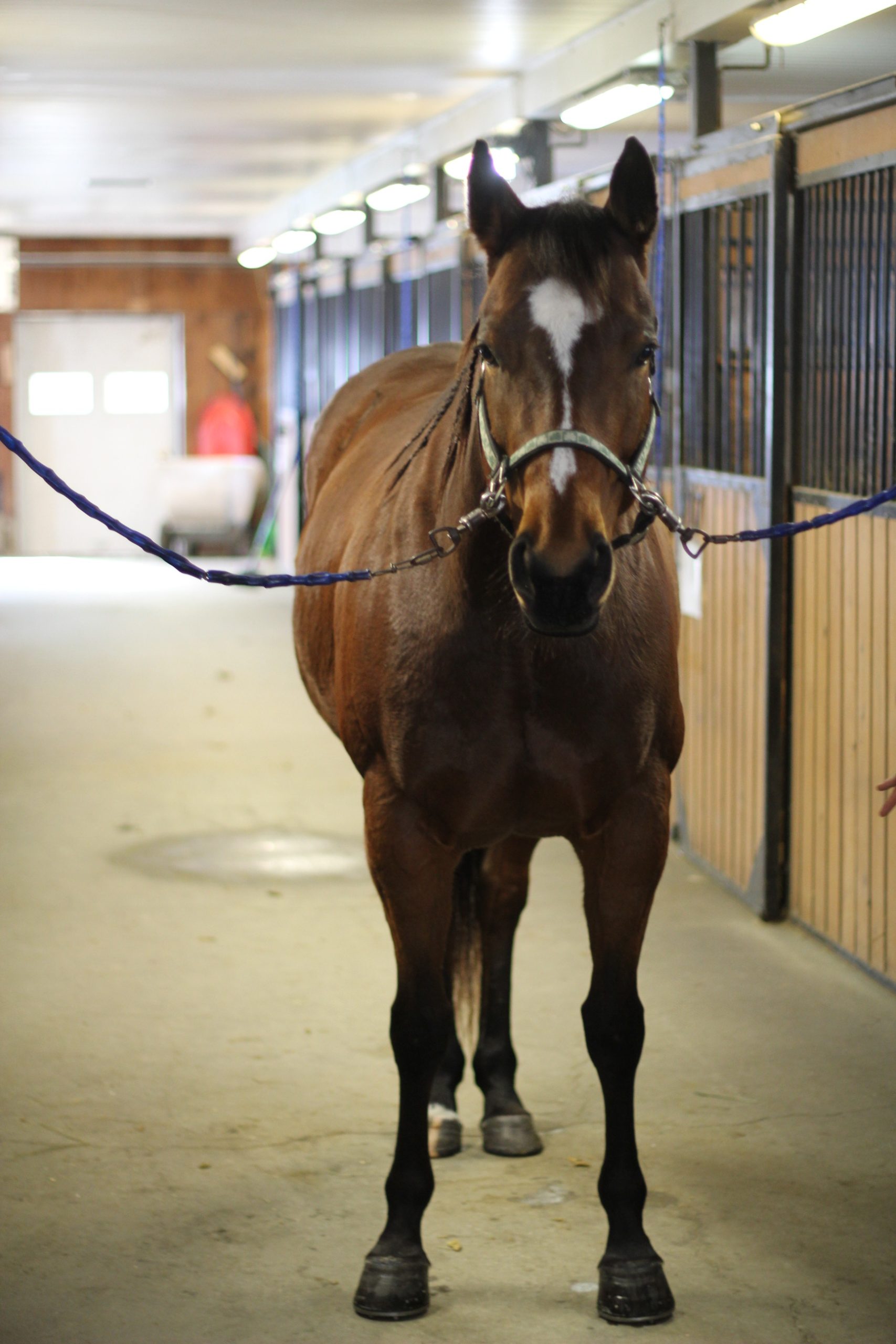Portrait d'un cheval brun