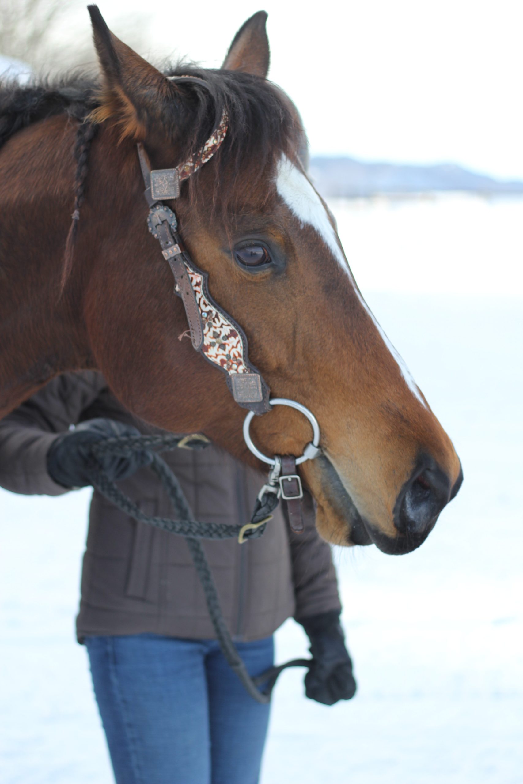 Cheval dans son pré<br />
