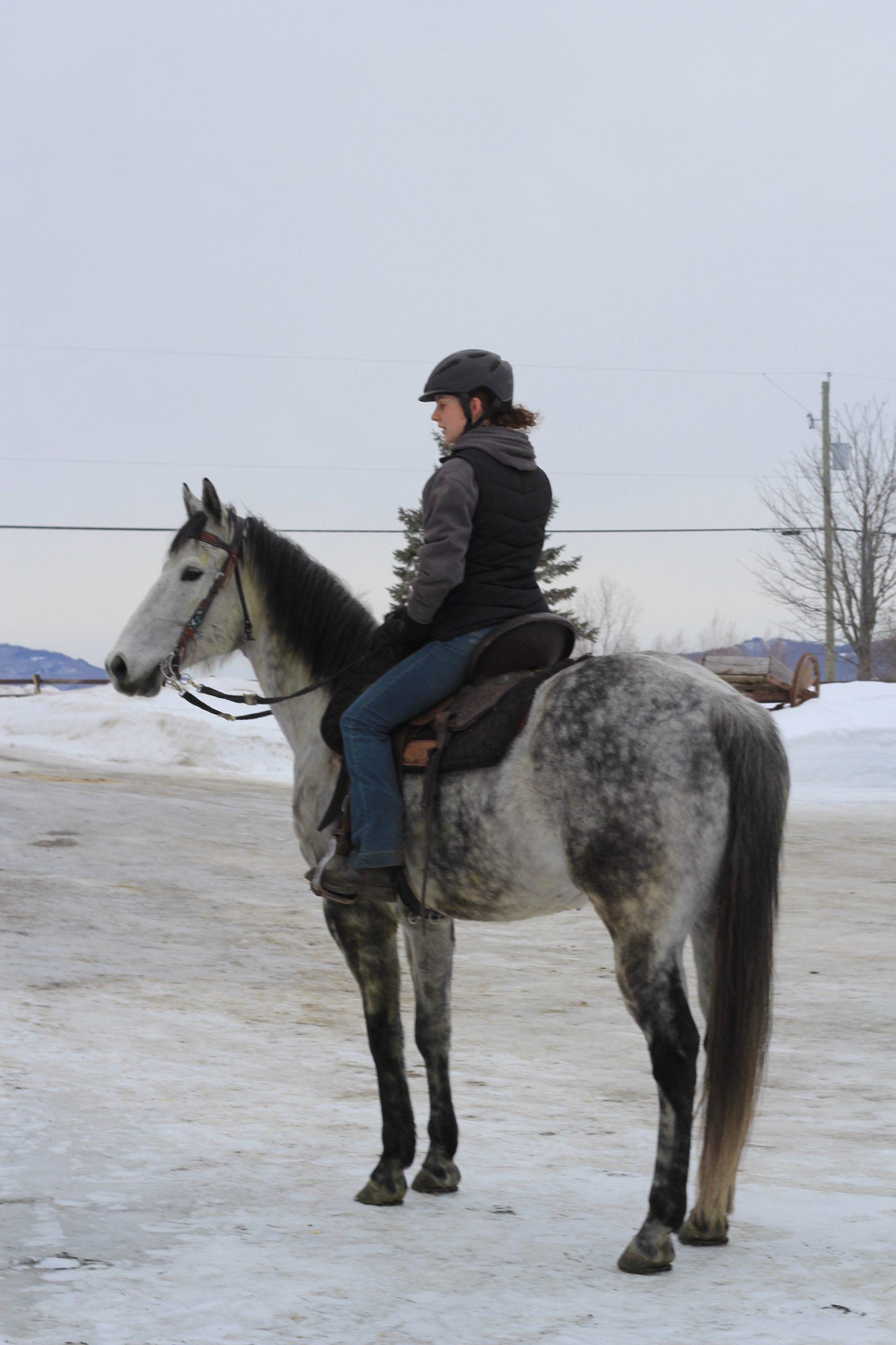 Portrait d'un cheval brun