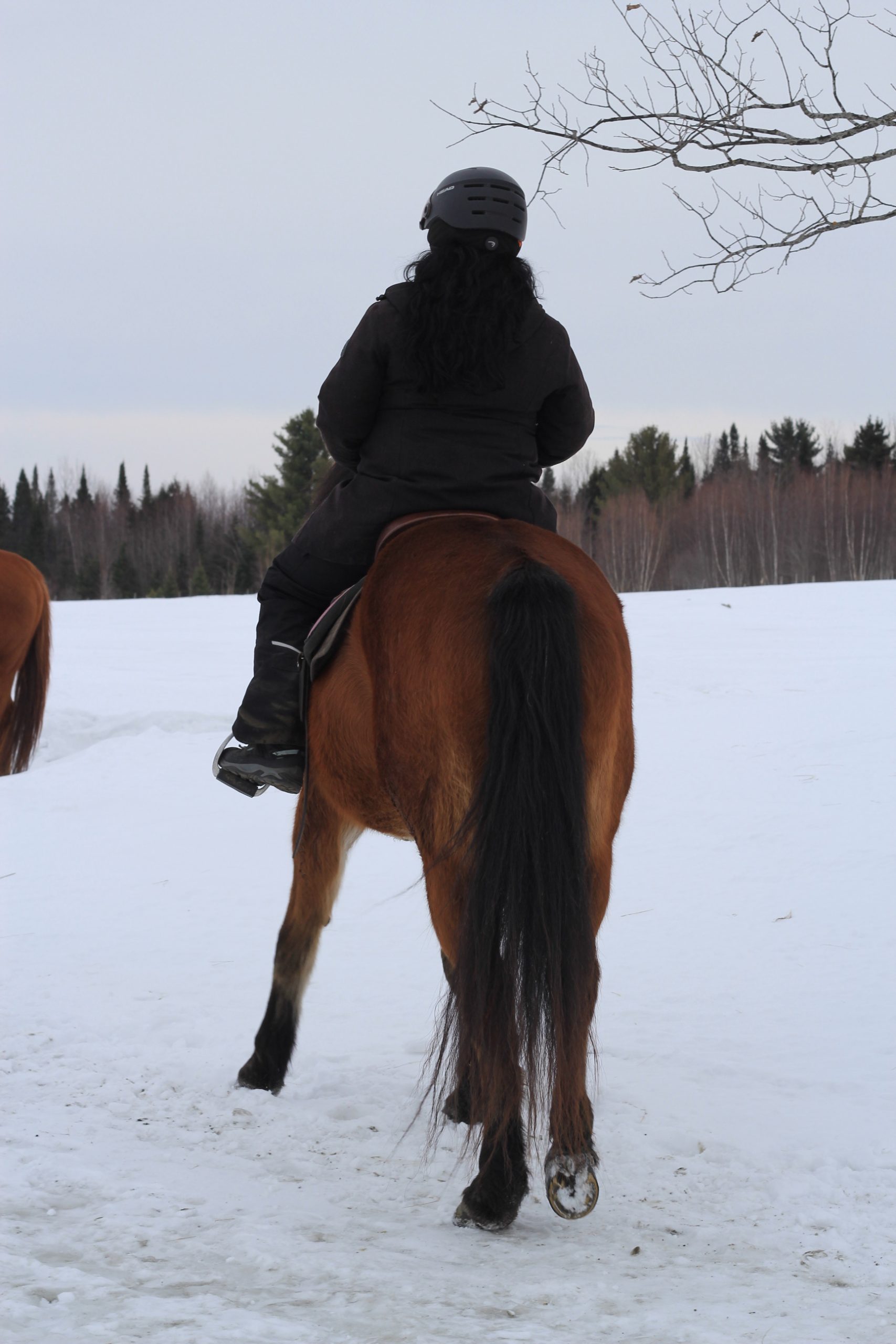 Portrait d'un cheval brun