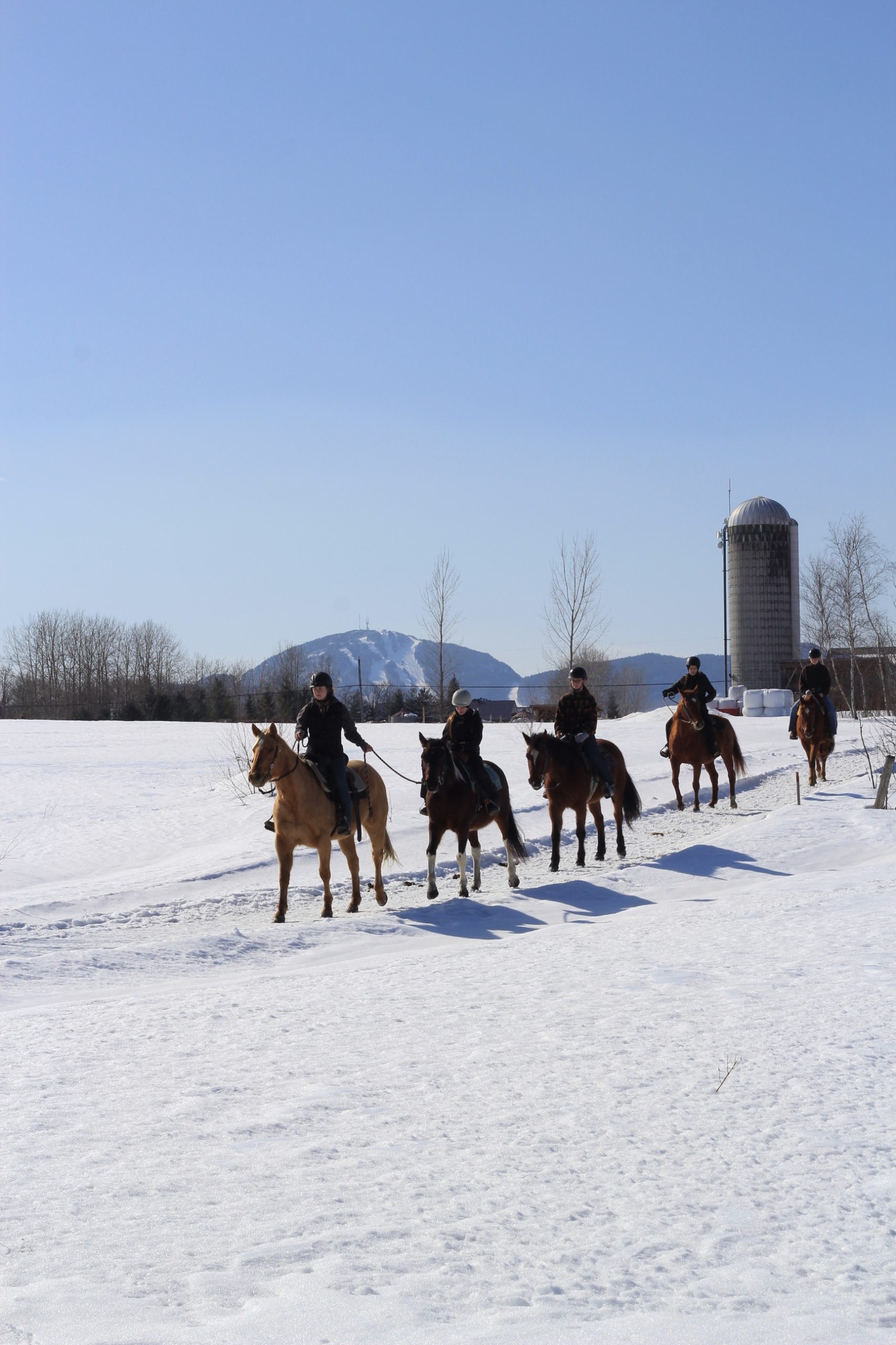 Cheval dans son pré