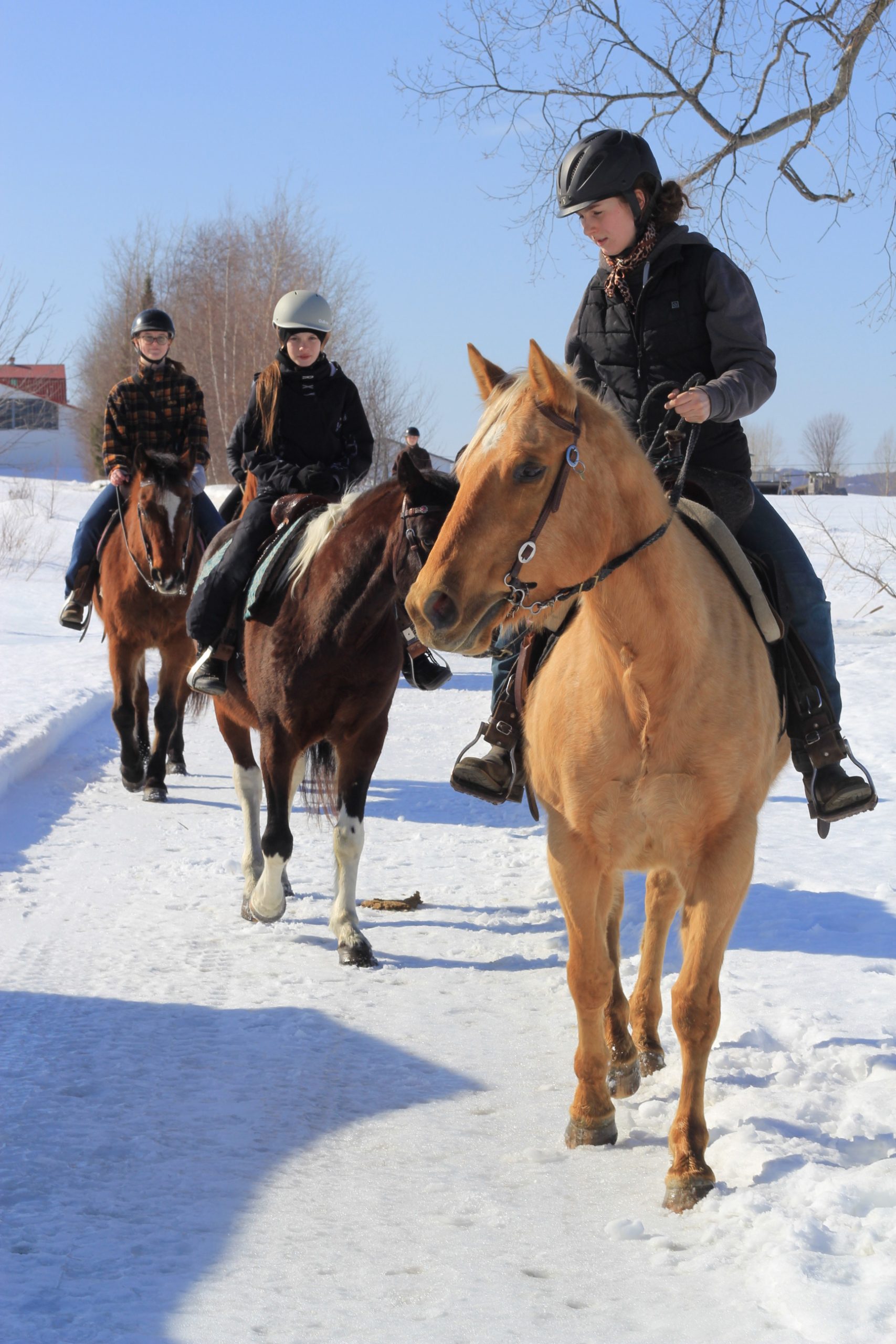 Portrait d'un cheval brun