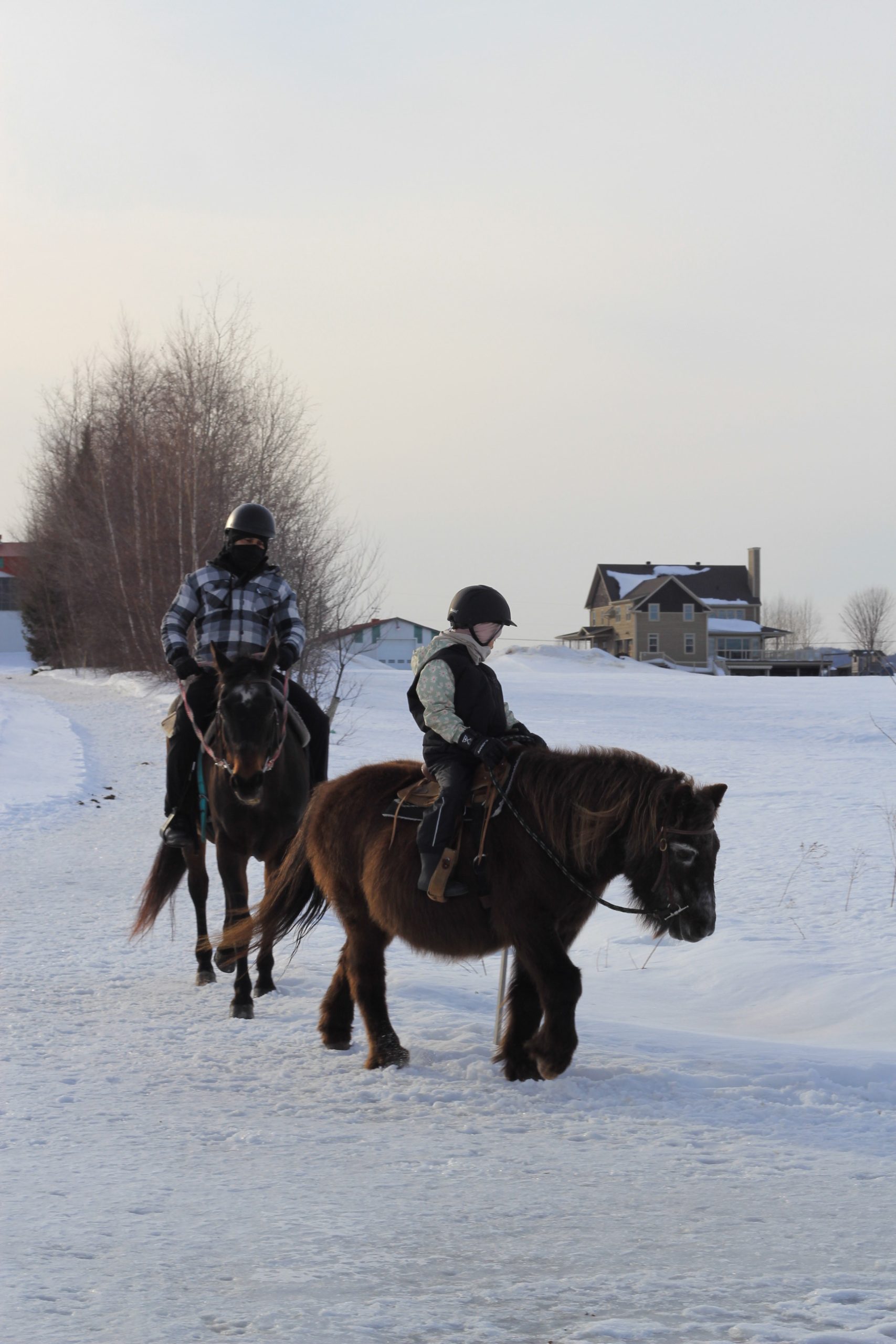 Chevaux dans une écurie